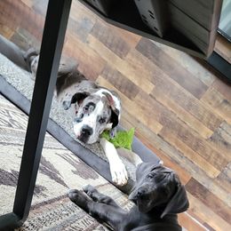 Great Dane and Yorkshire Terrier Puppies from Chuck City Danes