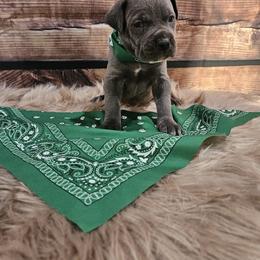 Cane Corso Puppies from Carrie Brown's Cane Corsos