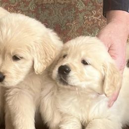 Golden Retrievers from Barrington's Golden Retrievers