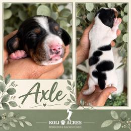 Axle - Black and tan male Dachshund puppy in Kemp, Texas from Koli Acres