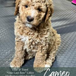 Cameo - Apricot female Goldendoodle puppy in Paxville, South Carolina from Pack Street Pups