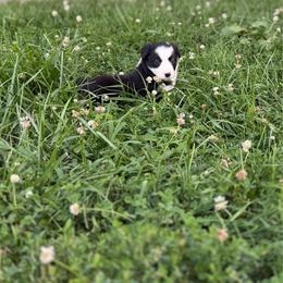 Clementine - Black and white female Border Collie puppy in Owenton, Kentucky from Three16 Ranch