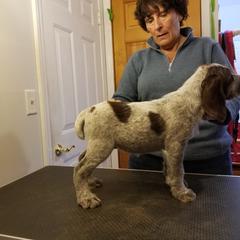 Spinone Italiano Puppies from Stella Del Nord Spinoni Italiani