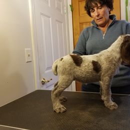 Spinone Italiano Puppies from Stella Del Nord Spinoni Italiani