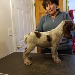 Spinone Italiano Puppies from Stella Del Nord Spinoni Italiani