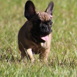 American Bulldog, French Bulldog, and Shorty Bull Puppies from Bingham's Bulldogs LLC
