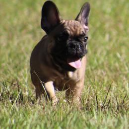 American Bulldog, French Bulldog, and Shorty Bull Puppies from Bingham's Bulldogs LLC