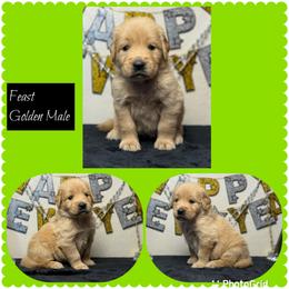 Feast - Golden male Golden Retriever puppy in Touchet, Washington from Northwest Rainbow Aussies and Golden Retrievers