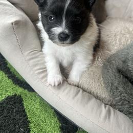 Girl1 - Black parti female Pomeranian puppy in Somerset, Kentucky from Perez Pomeranians