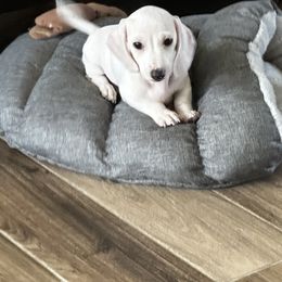 Dachshund Puppies from Empire's Dachshunds