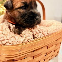 Boy 4 - Wheaten male Soft Coated Wheaten Terrier puppy in Fowler, Ohio from Warzalas wheatens