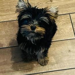 Yorkshire Terrier Puppies from Yorkie Your Soulmate Puppy