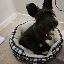 Luna - Miniature Schnauzer