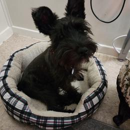 Luna - Miniature Schnauzer