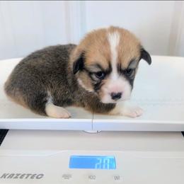 Native - Sable and white male Cardigan Welsh Corgi puppy in Hotchkiss, Colorado from Bell S Ranch