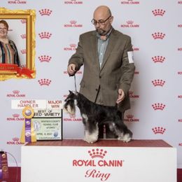 Luna - Miniature Schnauzer