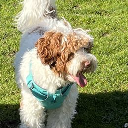 Australian Labradoodle All Grown Up from Summer Hill Labradoodles