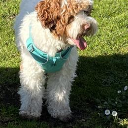 Australian Labradoodle All Grown Up from Summer Hill Labradoodles