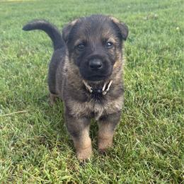 Hank - Sable male German Shepherd puppy in Humboldt, Iowa from Carlson Hill Farm
