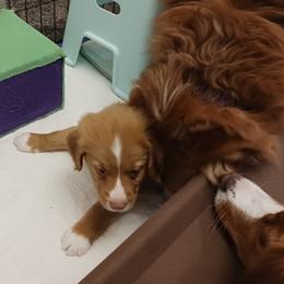 Nova Scotia Duck Tolling Retriever Puppies from Red Hill Tollers