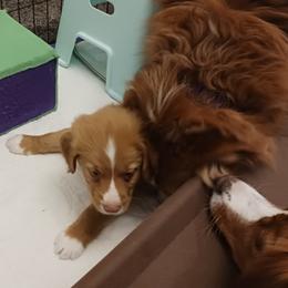 Nova Scotia Duck Tolling Retriever Puppies from Red Hill Tollers