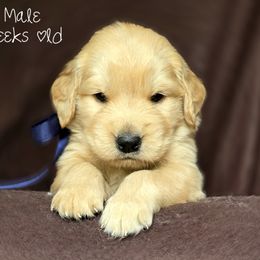 Golden Retriever and Samoyed Puppies from Snowshoe Samoyeds & Impact Golden Retrievers