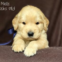 Golden Retriever and Samoyed Puppies from Snowshoe Samoyeds & Impact Golden Retrievers