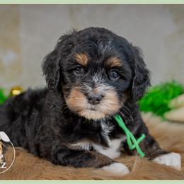 Connor - Black white and tan male Cockapoo puppy in Connersville, Indiana from Deaz Doodle Ranch