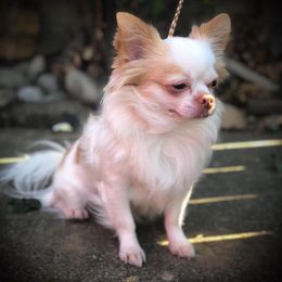 Crack - Chihuahua