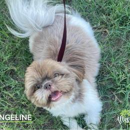 Garcia - Black male Shih Tzu puppy in Alice, Texas from Altas Palmas Shih Tzu