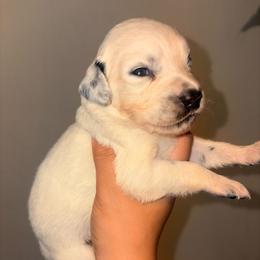 Vanity - White and black female Dalmatian puppy in Toledo, Ohio from Exquisite Dalmatians & Standard Poodles