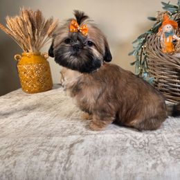Riley - Tricolor female Shih Tzu puppy in Kings Mountain, North Carolina from Britany's Shih Tzus