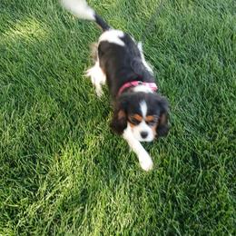Mimi - Cavalier King Charles Spaniel