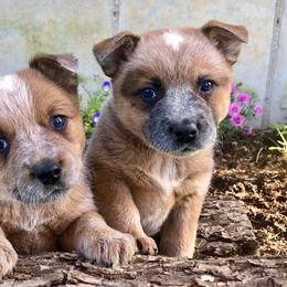 Australian Cattle Dog Puppies from Painted Canvas Farm