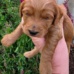 Boy 3 - male Goldendoodle puppy in Syracuse, Utah from Just Doodling Dogs