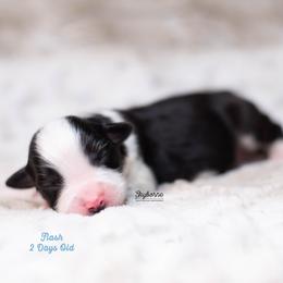 Flash - Black tri-color male Australian Shepherd puppy in Woodford, Virginia from Skyborne Australian Shepherds