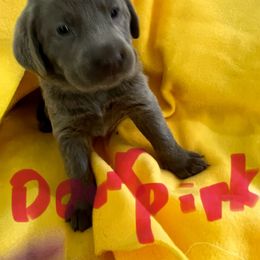 Dark pink - Chocolate female Labrador Retriever puppy in New Hampshire from Burt Hill labs