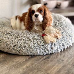 Lola - Cavalier King Charles Spaniel