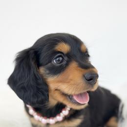 Dachshund Puppies from Draggin' Azz Ranch