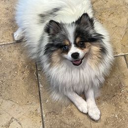 Zima - Pomeranian