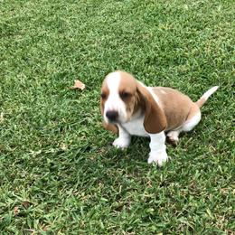Blue - Lemon and white male Basset Hound puppy in Valley, Alabama from Beverly's Bassets
