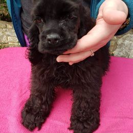 Cocker Spaniel Puppies from Hill Country Cockers
