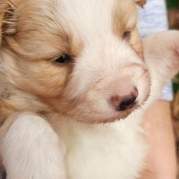 Girl 1 - Gold female Border Collie puppy in Powder Springs, Georgia from Snowbird Border Collies