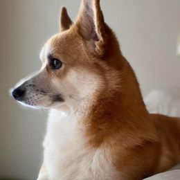Pembroke Welsh Corgis from Diana Zipperer