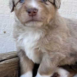 Miniature American Shepherd Puppies from Outlaw Minis