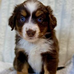Ruby - Red tri female Miniature Australian Shepherd puppy in East Berlin, Pennsylvania from Dusty Spring Australian Shepherds, LLC