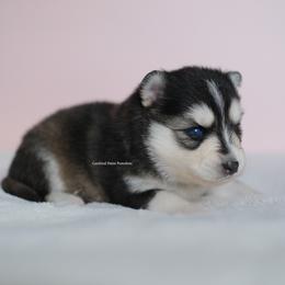 Felicity - Black and white female Pomsky puppy in Loxahatchee, Florida from Cardinal Point Pomskies