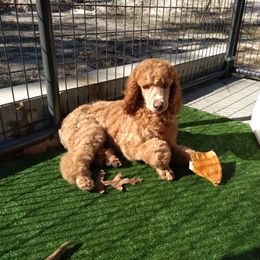 Poodle Puppies from Deborah Busch Poodles