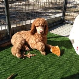 Poodle Puppies from Deborah Busch Poodles