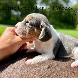 Green Girl - Scrambled - Blue tan and white female Beagle puppy in Grantsville, Maryland from Fable & Fern Beagles